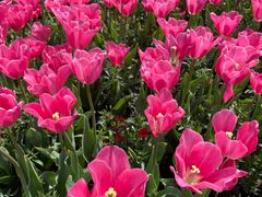 -荷兰花海