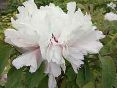 -洛阳市牡丹公园