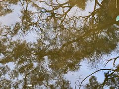 -银湖山郊野公园-相思林