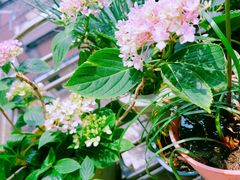 -CoCo都可(虹口龙之梦店)