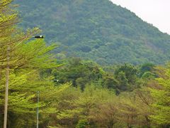 -马峦山郊野公园
