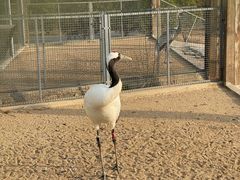 -盐城丹顶鹤湿地生态旅游区