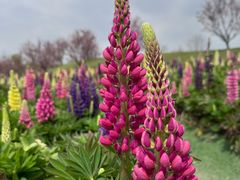 -花开海上生态园