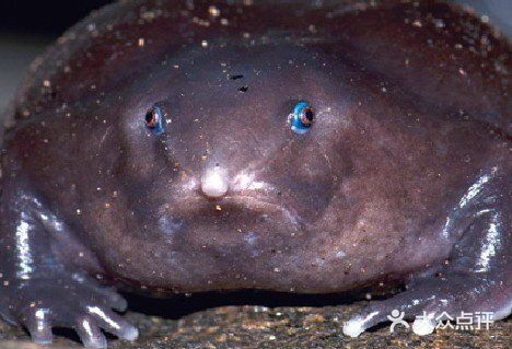 这只蛙属于生活在远古恐龙时期的一种特殊蛙类的分支种类