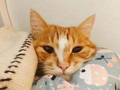 -伟伟宠物医院·瑞派猫友好医院·猫科(光谷店)