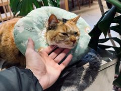 -青莯_Percher Coffee Shop(皮市街店)