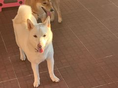 -柴犬高等学院·狗咖·柴犬售卖·宠物训练