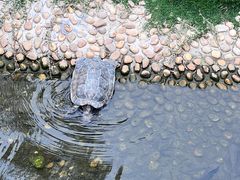 -广东惠东海龟国家级自然保护区