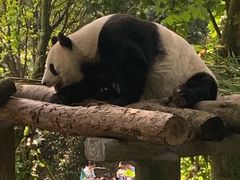 -都江堰中华大熊猫苑