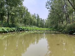 -微山湖红荷湿地景区