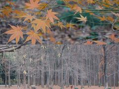 -上海共青森林公园