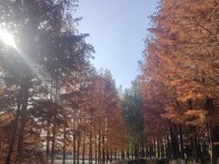 -九科绿洲