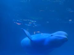 -海合安成都极地海洋公园
