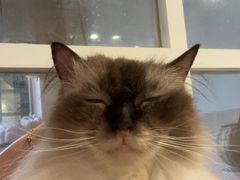 -楼上猫咖(罗湖店)