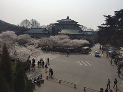 -武汉大学-樱园