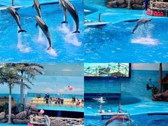 -海合安成都极地海洋公园