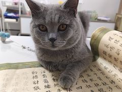 -宠颐生宠物医院外科·内科·皮肤科·影像科(石龙店)