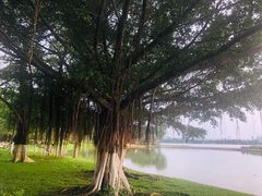 -松山湖南湖湾露营营地