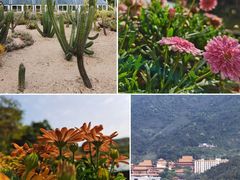 -深圳市中科院仙湖植物园