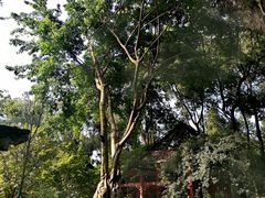 -成都武侯祠博物馆