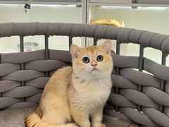 -lincat·猫舍(广州店)