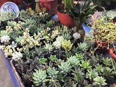 -大学城夜市大排档(凤栖路店)