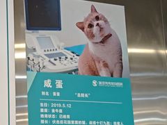-伟伟宠物医院·CT影像中心·瑞派犬猫综合性门诊(汉口总院)