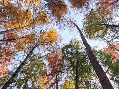 -上海海湾国家森林公园