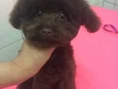 -喵宠乐园·撸猫互动·猫舍