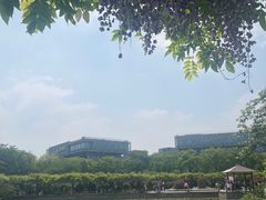 -嘉定紫藤园