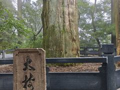 -天目山大树王景区