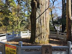 -天目山大树王景区