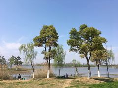 -合肥滨湖国家森林公园