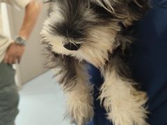 -宠物星动物医院·眼科·异宠·猫科(江南大道总院)