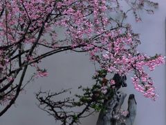 -莫愁湖公园
