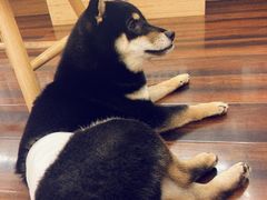 -豆柴町-柴犬主题狗咖(红鼎国际C座店)