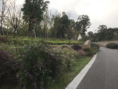 -九科绿洲