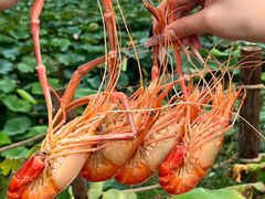 -七的湖·晚芳亭·阳澄湖农家菜·大闸蟹(莲花岛店)