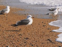 -麦当劳(北京大兴机场二层国内到达(安检外)店)