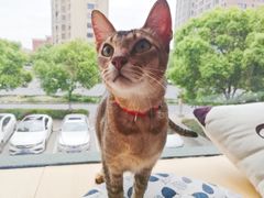 -CAT’S MEWSTAR CAFE·喵星球猫屋(晴湾咖啡店)
