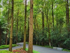 -东平国家森林公园