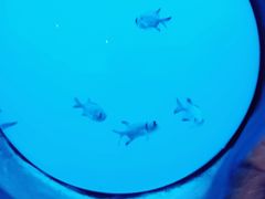 -芜湖新华联大白鲸海洋公园