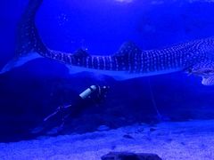 -烟台海昌鲸鲨海洋公园