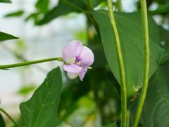 -庞各庄翠芳园西瓜蔬菜基地采摘园