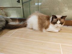 -momokira米努特·德文卷毛猫·棉花面纱犬
