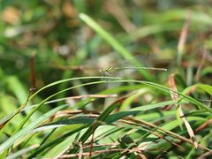 -桤木河湿地公园