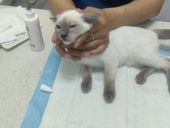 -瑞派雷欧宠物医院·中兽医·眼科·急重症转诊中心(黄台店)