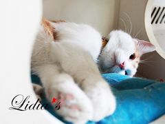 猫-Sirena海妖日咖夜酒