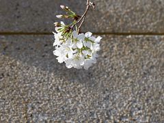 -武汉大学-樱园