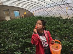 -大自然农场蔬菜草莓采摘园
